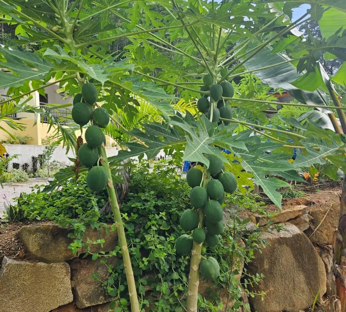 招待所 维多利亚 Solea Self Catering酒店 塞舌尔